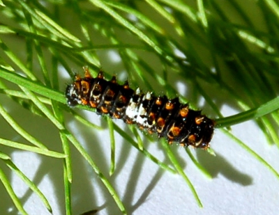 S Raupe Klein Oben