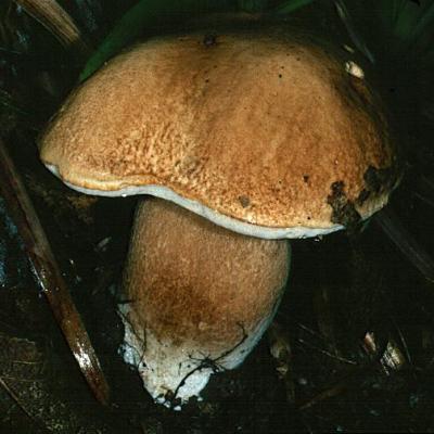 Sommersteinpilz2